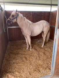 Puledro Paint X Quarter