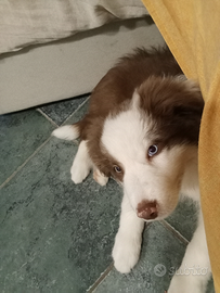 Border collie maschio bianco e Red