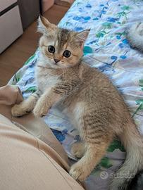 Cuccioli di Scottish