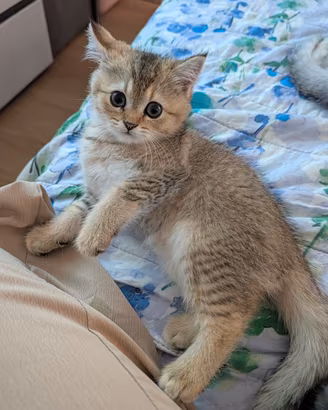 Cuccioli di Scottish