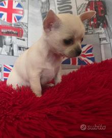 Chihuahua Femmina mini Toy