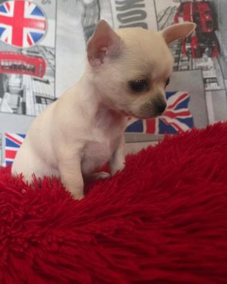 Chihuahua Femmina mini Toy