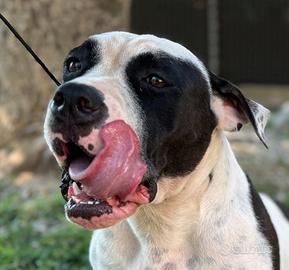 IN ADOZIONE - American Bully Exotic Amstaff