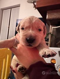 Golden retriever linea 100% americana