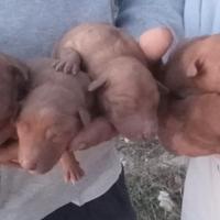 Cuccioli e cuccioloni di Cirneco dell'Etna