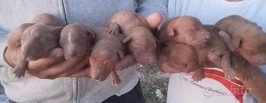 Cuccioli e cuccioloni di Cirneco dell'Etna