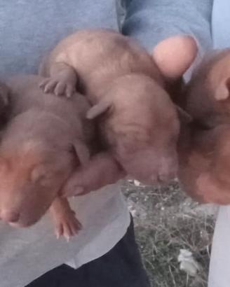 Cuccioli e cuccioloni di Cirneco dell'Etna