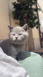 Gatino Scottish British
