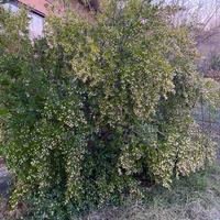 pianta di mirto