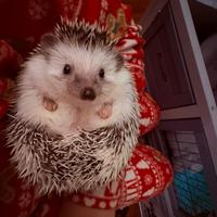 Cucciolo Riccio Africano