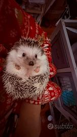 Cucciolo Riccio Africano