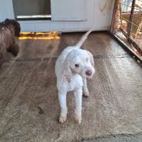 Lagotto romagnolo