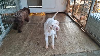 Lagotto romagnolo