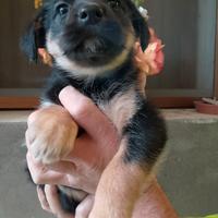 Cucciola taglia media