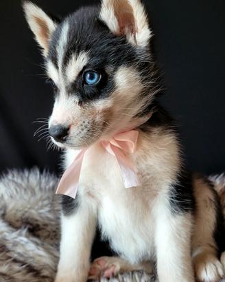SIBERIAN HUSKY CUCCIOLATA CON PEDIGREE 