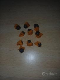 20 Semi Strelitzia Reginae