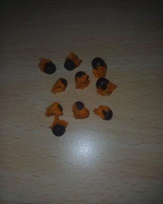 20 Semi Strelitzia Reginae