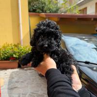 Barboncino Mini Toy black