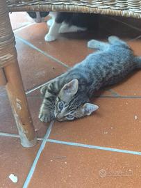 3 gattini maschi