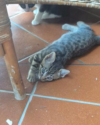 3 gattini maschi