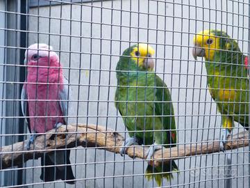 Amazzone oratrix e cacatua