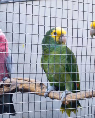 Amazzone oratrix e cacatua