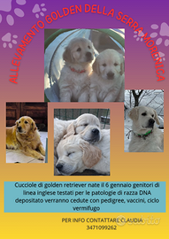 Cucciole golden retriever