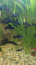 Black molly