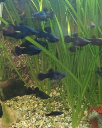 Black molly