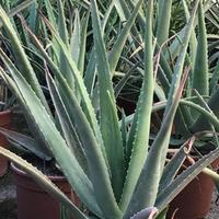 Piante aloe