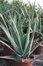 Piante aloe