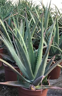 Piante aloe