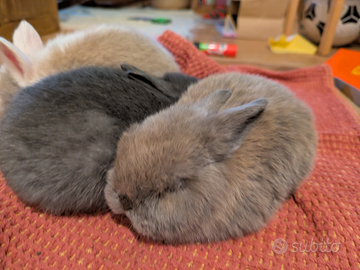 Coniglietto nano