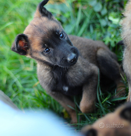 Pastore belga malinois