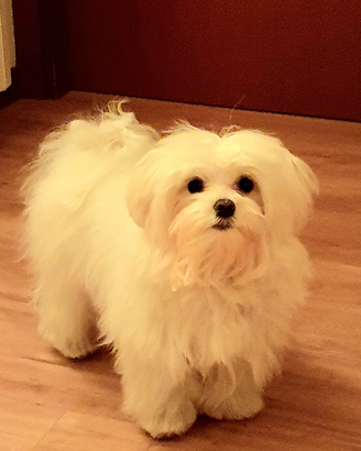 Maltese Italiano con pedigree per monta