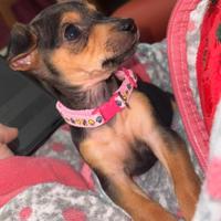 Cucciola Pinscher nano femmina 3 mesi