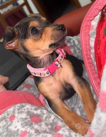 Cucciola Pinscher nano femmina 3 mesi