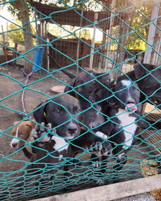 1 o più cuccioli di Pitbull