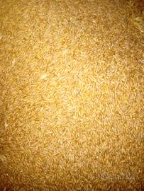 TRITICALE