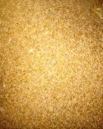 TRITICALE