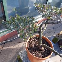 Bonsai pistacia lentiscus