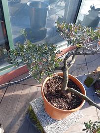 Bonsai pistacia lentiscus