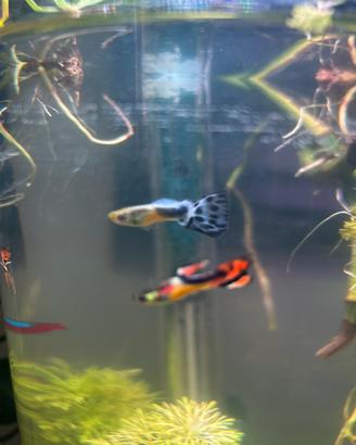 Endler (guppi nano)