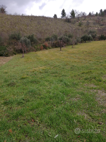 Vendita terreno agricolo