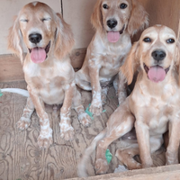 Cuccioli setter inglese