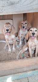 Cuccioli setter inglese
