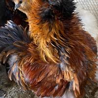 Gallo moroseta frizzle