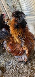 Gallo moroseta frizzle