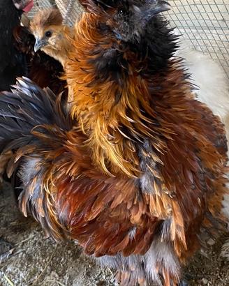 Gallo moroseta frizzle