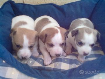 Cuccioli Jack Russel molto vivaci